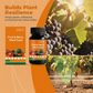 Fertilizante para plantas de frutos e bagas